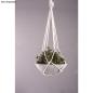 Preview: Raysin 200 - 400g Eimer Preview: Raysin 200 - 400g Eimer